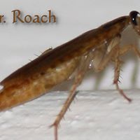 Virginia Roach Photo 22