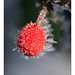 Helen Berry Photo 37