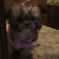 Arlene Palazzo Photo 1