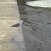 Jeffrey Bird Photo 10