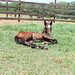 Cheryl Morris Photo 9