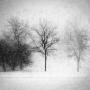 Richard Swan Photo 19
