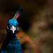 Paul Galloway Photo 27