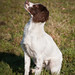Dexter Springer Photo 8