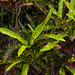 Catherine Plant Photo 1