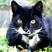 Jason Bopp Photo 13