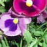Roberta Mccormack Photo 7