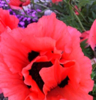 Karen Lind Photo 9