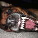 Ruby Shepard Photo 2