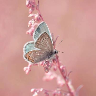 Louise Bailey Photo 14