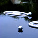 Lisa Pascarelli Photo 8