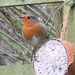Robin Cannon Photo 13