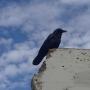 Brian Thompson Photo 10