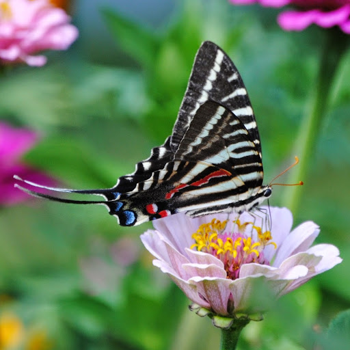 Gail Kingsbury Photo 21