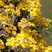 Cynthia Flora Photo 11