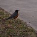Robin Greer Photo 48