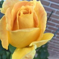 Julie Nester Photo 25