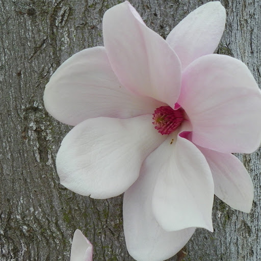 Debra James Photo 30