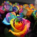 Rose Holland Photo 22