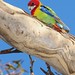 Rosella Harris Photo 13