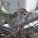 Janet Sparrow Photo 18