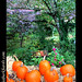 Cynthia Hays Photo 17