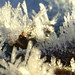 Crystal Poole Photo 24