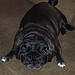 William Perro Photo 7