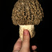 Stephen Morel Photo 5