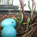 Robin Plant Photo 5