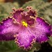 Pansy Lyons Photo 5