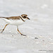 Jeffrey Shore Photo 14