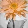 Diane Marshall Photo 26