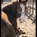 Jackson Chestnut Photo 5