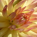 Allison Godwin Photo 16