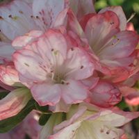 Margaret Reese Photo 24
