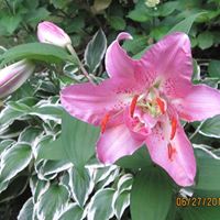 Lorraine Lang Photo 16