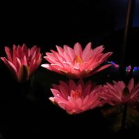 Patricia Power Photo 30
