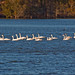 Jan Boykin Photo 15