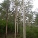 Margaret Forrest Photo 29