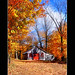 Shelley Luster Photo 9
