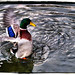 Shelley Wing Photo 7