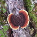 Julie Stump Photo 26