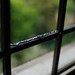 Anis Ahmad Photo 30