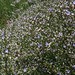 Heather Capes Photo 7