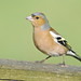 William Chaffinch Photo 7