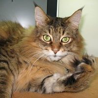 Frankie Johnson Photo 5