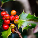 Holly Berry Photo 14