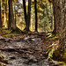 David Forest Photo 19