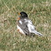 Robin Marks Photo 42